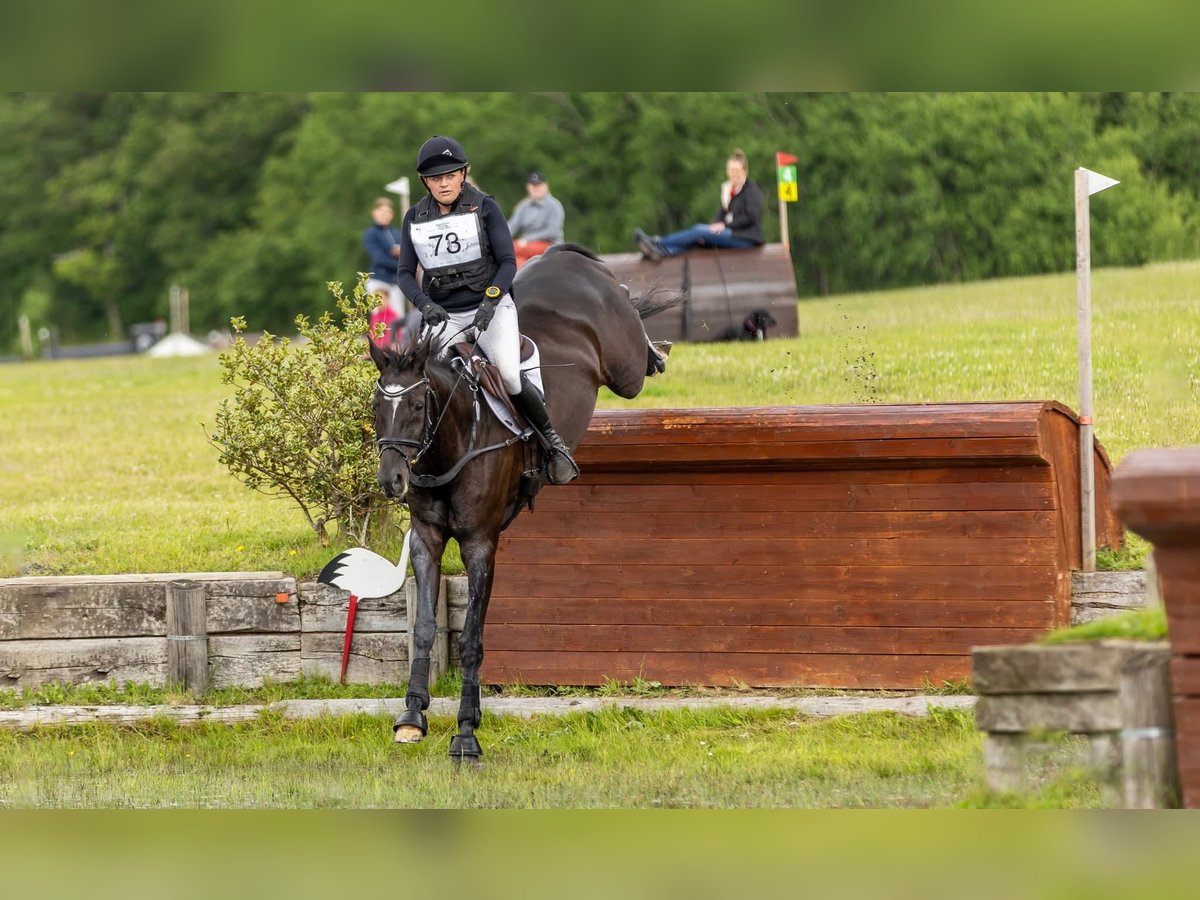 Trakehner Merrie 14 Jaar 167 cm Zwart in Brovst