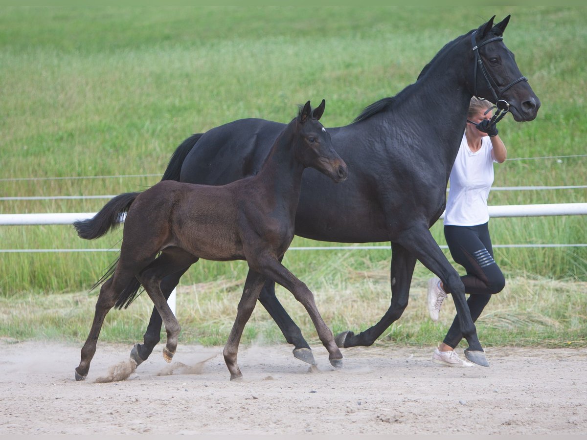 Trakehner Merrie 15 Jaar 165 cm Zwartbruin in Gransebieth