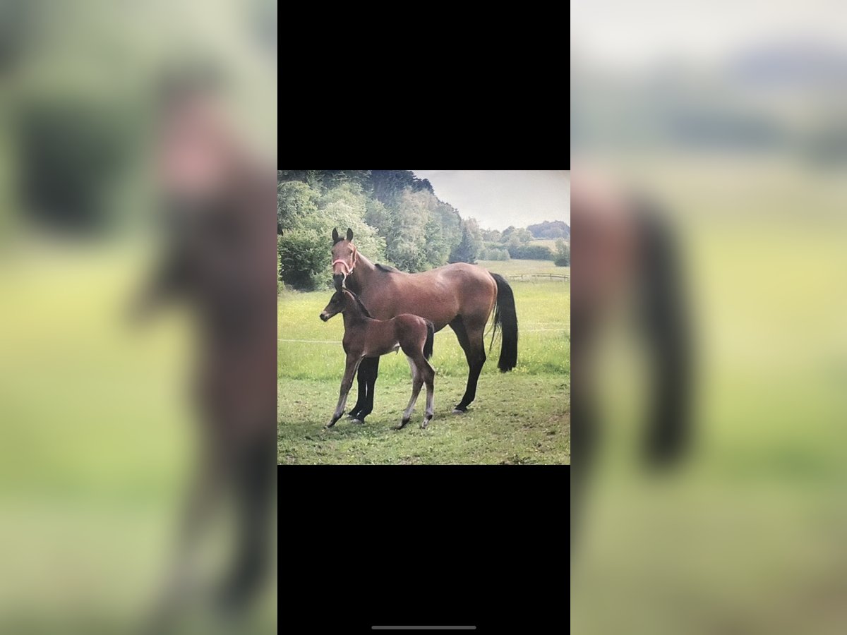 Trakehner Merrie 15 Jaar 168 cm Bruin in Hatzfeld (Eder)