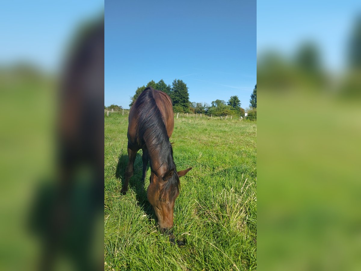 Trakehner Merrie 1 Jaar 150 cm Donkerbruin in Fargau Trakehner Merrie 1 Jaar 150 cm Donkerbruin in Fargau