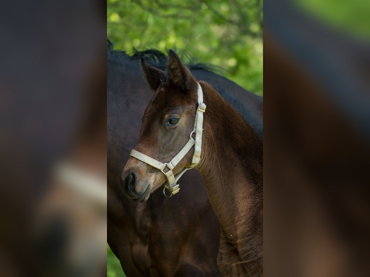 Trakehner Merrie 1 Jaar 165 cm Bruin in Wandlitz