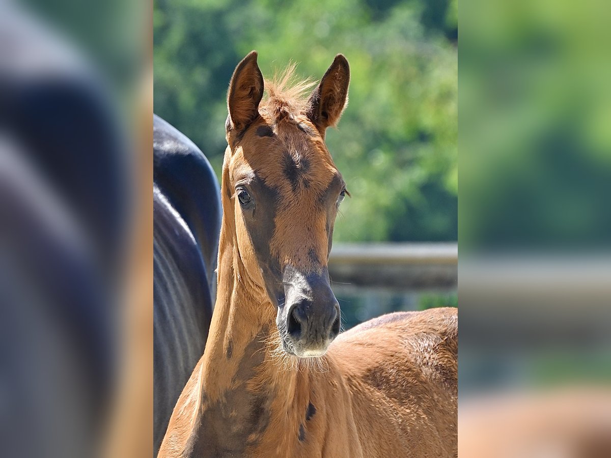 Trakehner Merrie 1 Jaar 168 cm Donkere-vos in Feldkirchen