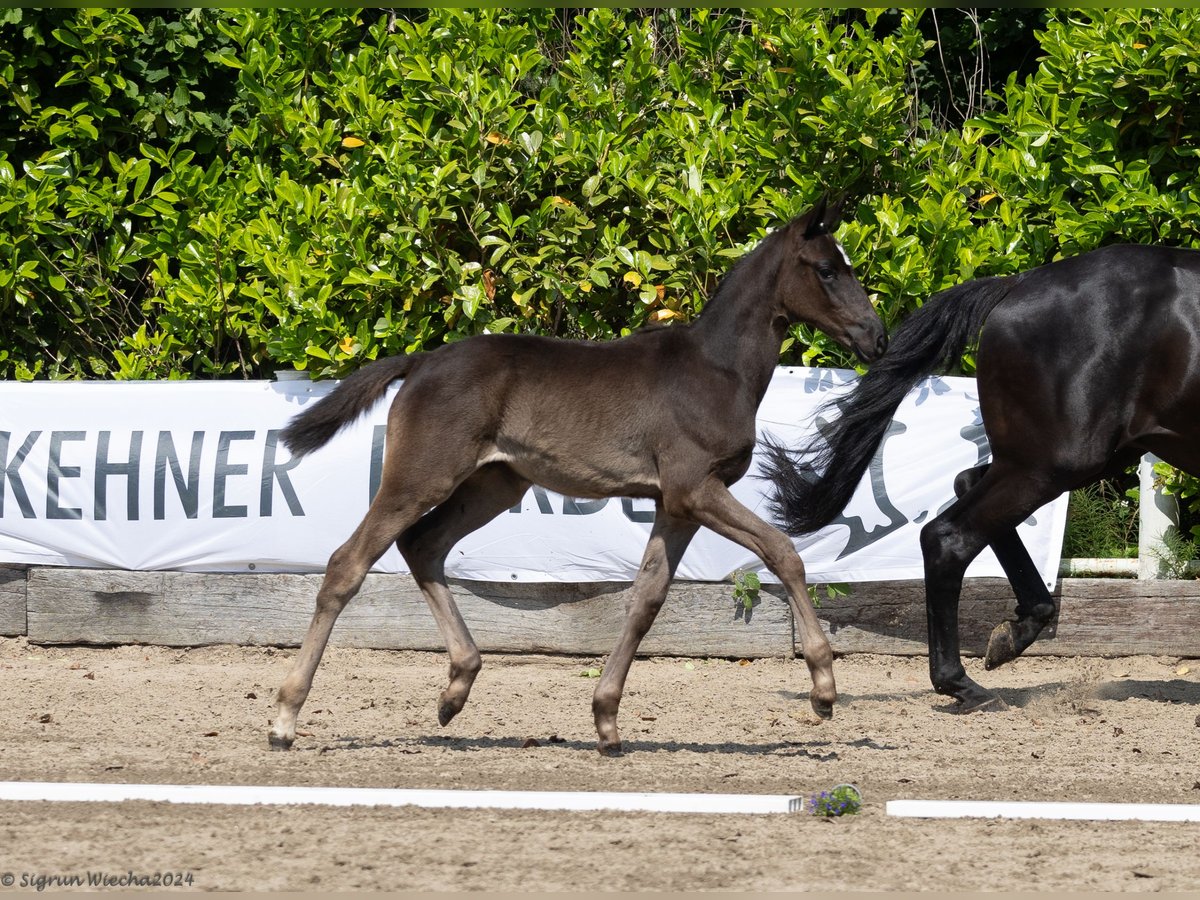 Trakehner Merrie 1 Jaar 168 cm Zwart in Boostedt