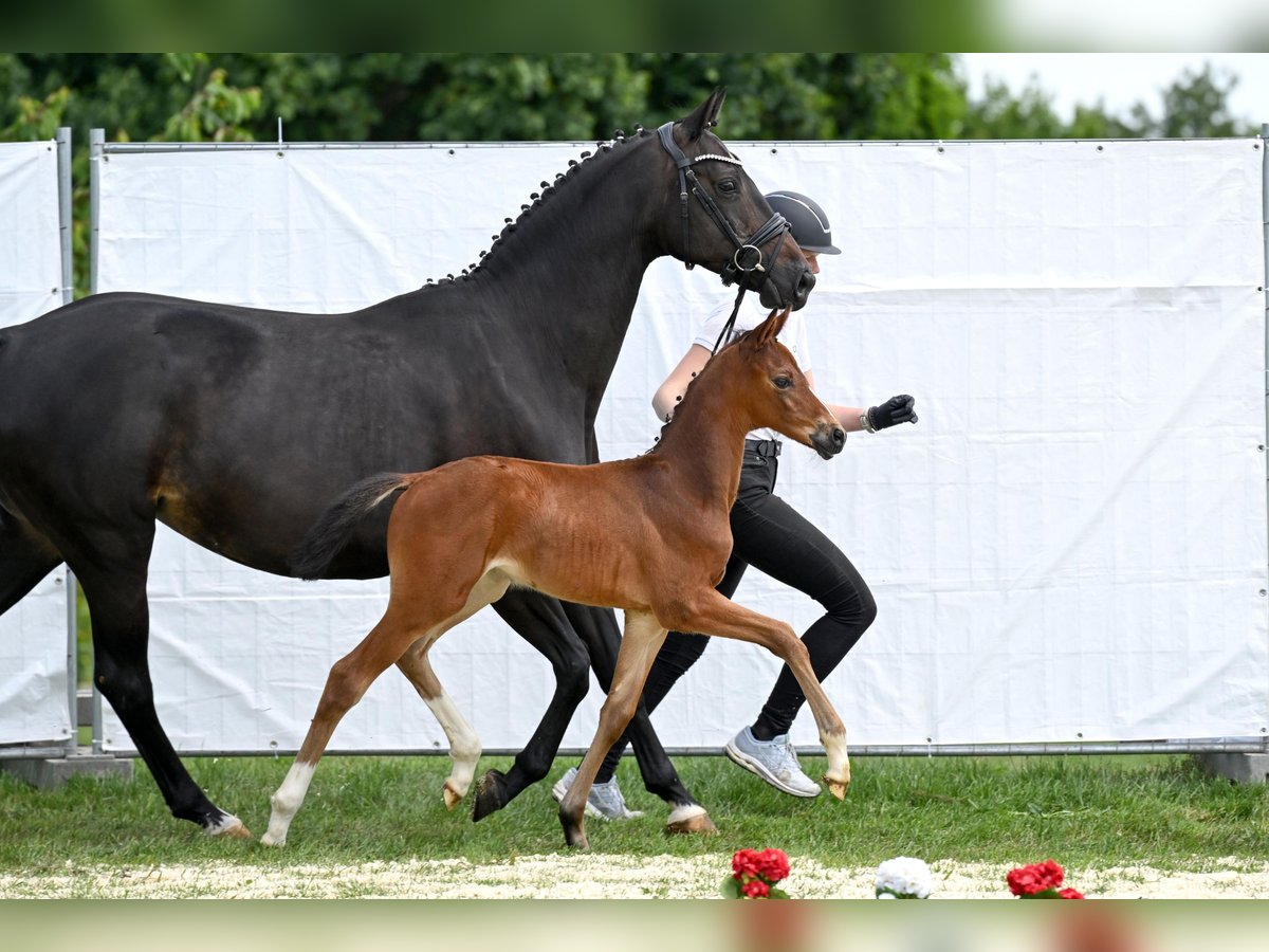 Trakehner Merrie 1 Jaar Bruin in Bismark