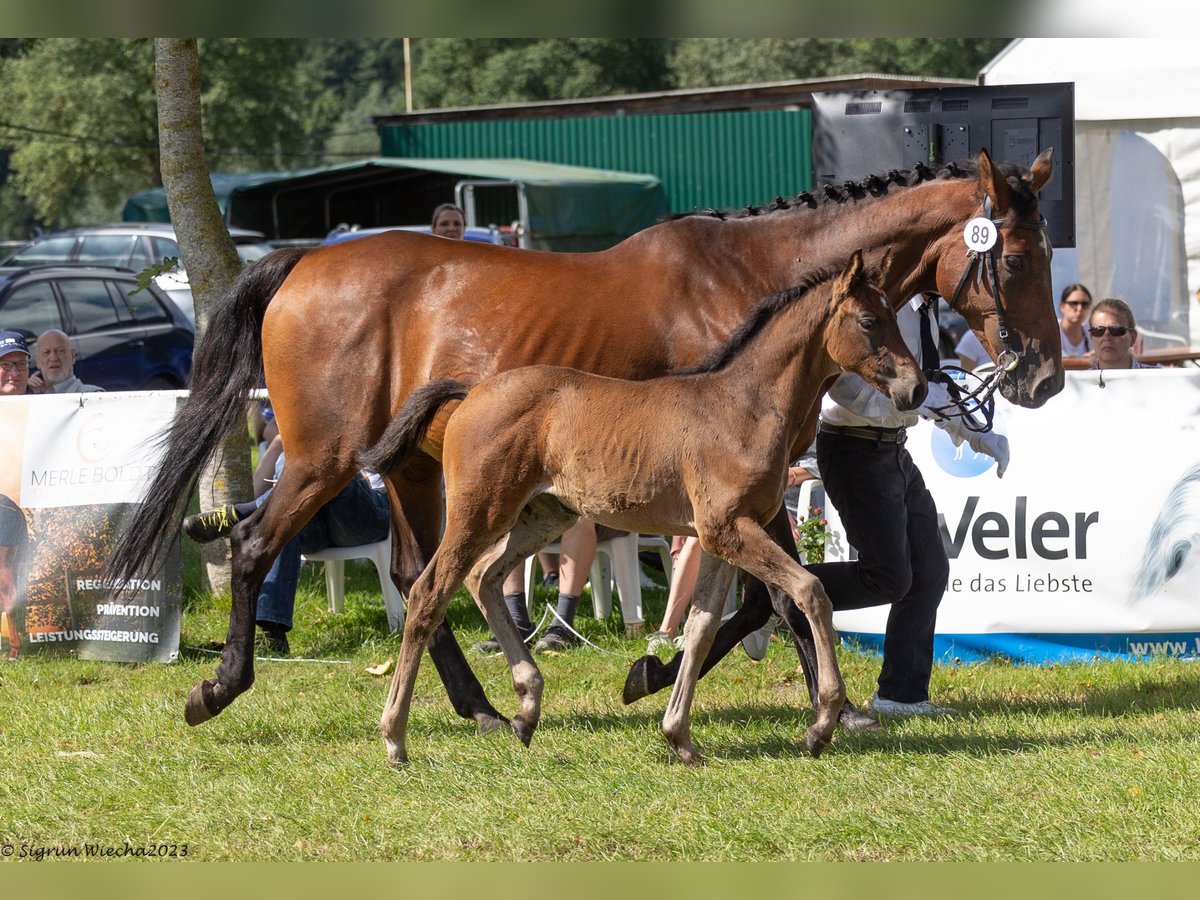 Trakehner Merrie 1 Jaar Bruin in Holzbunge