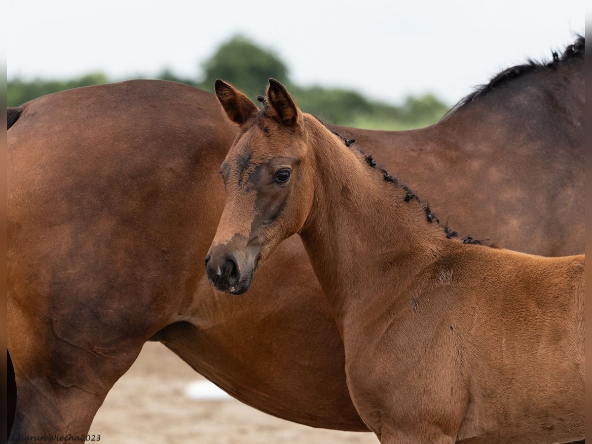 Trakehner Merrie 1 Jaar Bruin in Grabow