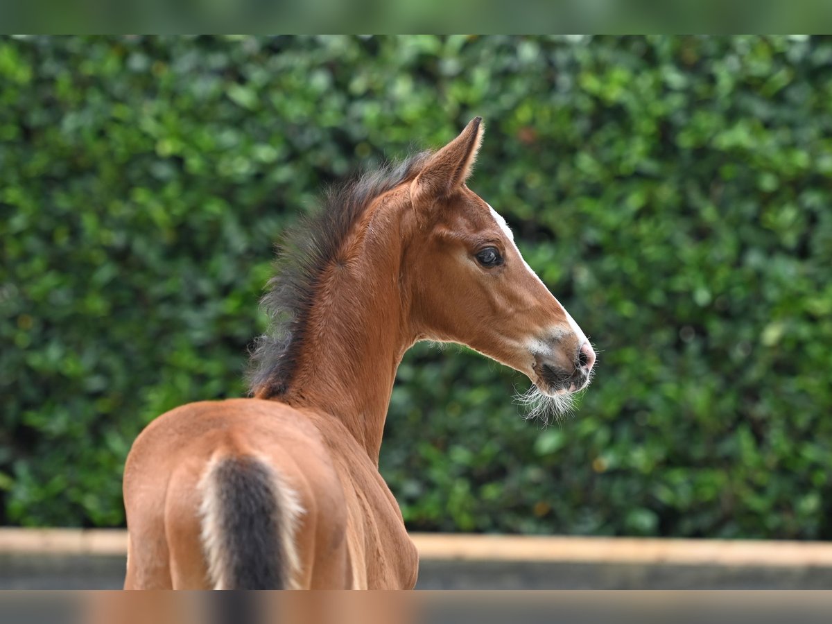 Trakehner Merrie 1 Jaar Bruin in Ochtrup