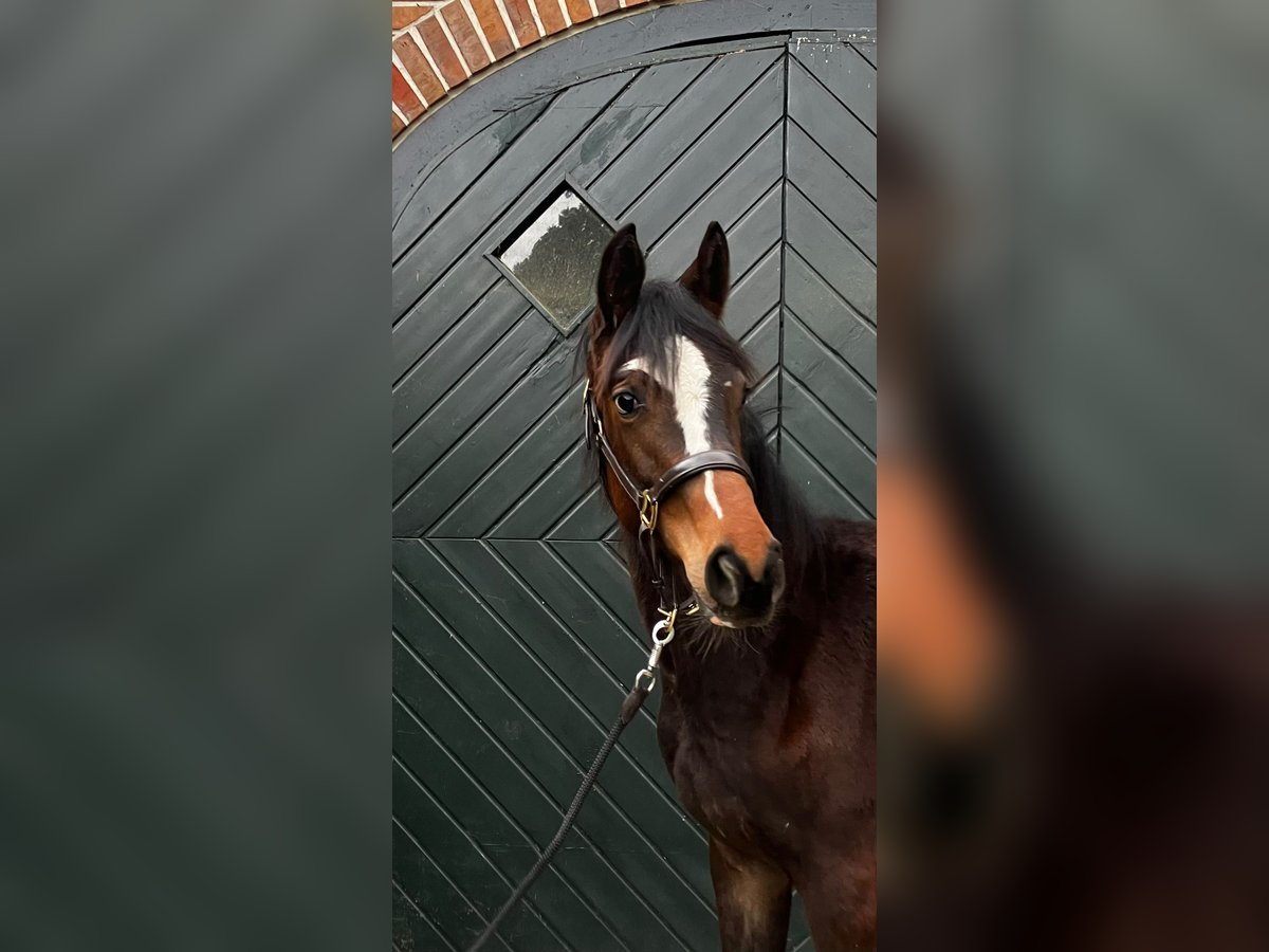 Trakehner Merrie 1 Jaar Donkerbruin in Bühren