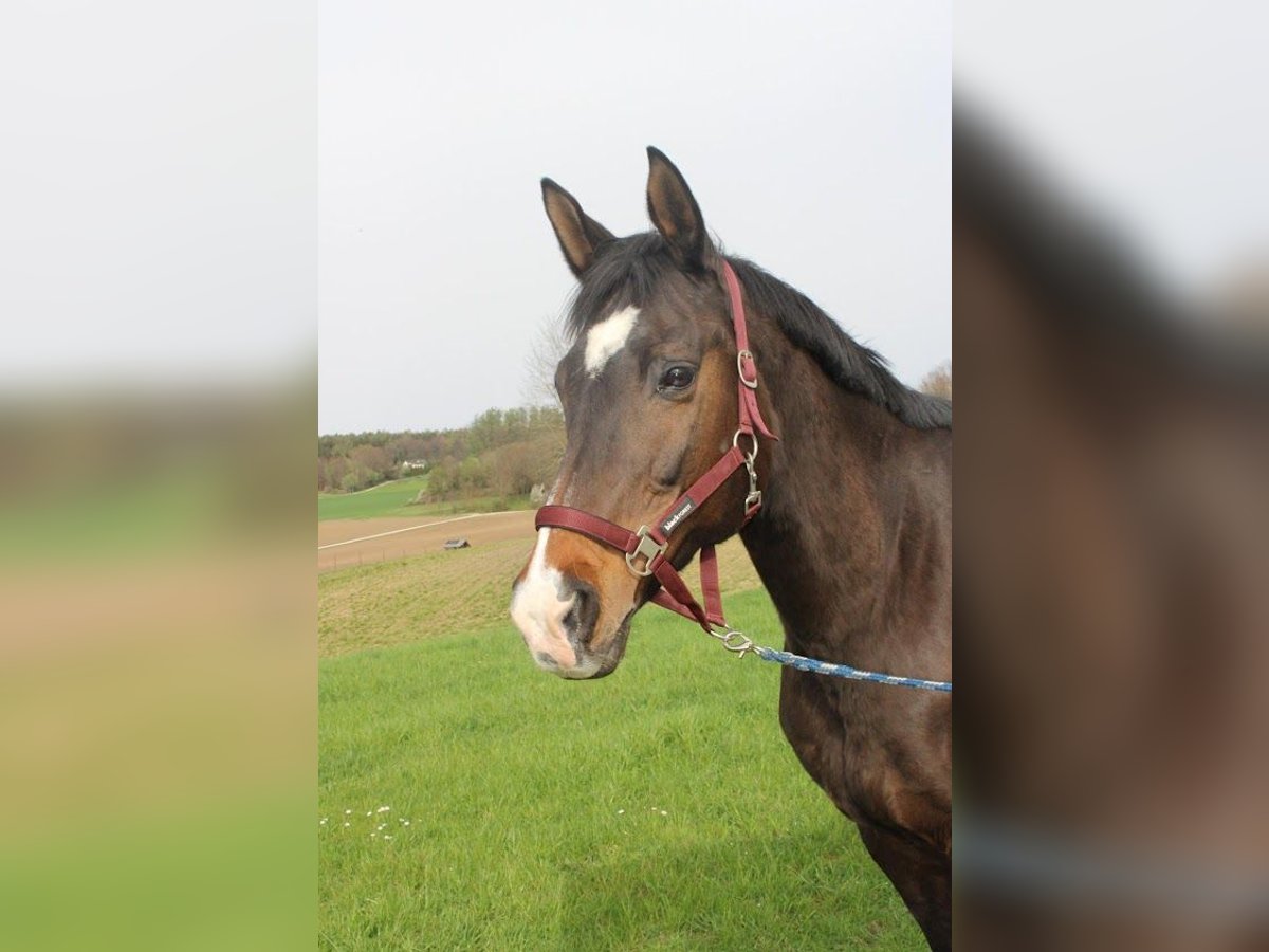 Trakehner Merrie 20 Jaar 172 cm in Adelsried