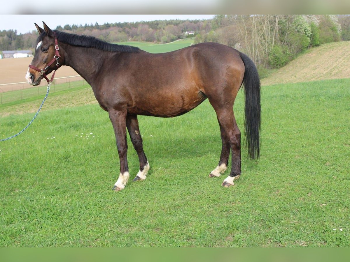 Trakehner Merrie 20 Jaar 172 cm in Adelsried Trakehner Merrie 20 Jaar 172 cm in Adelsried