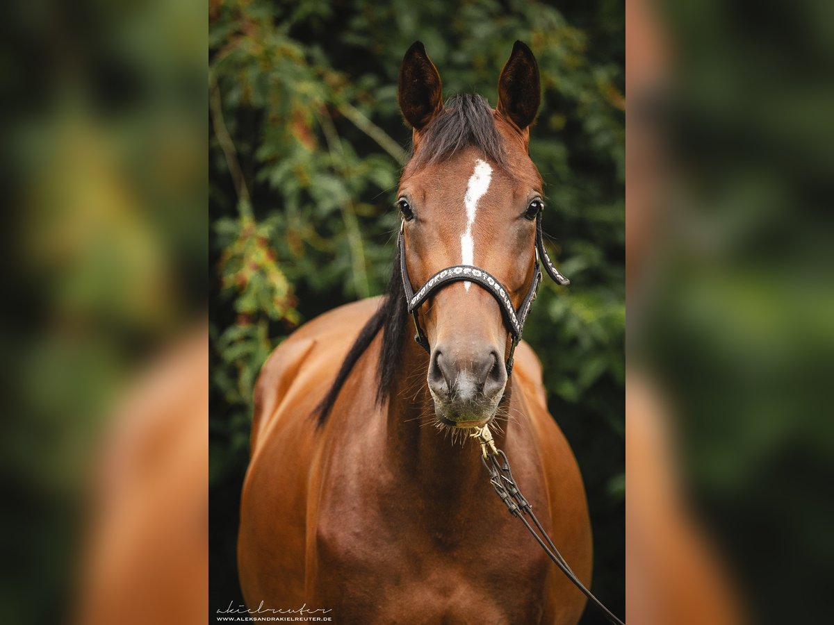 Trakehner Merrie 2 Jaar 160 cm Bruin in Wandlitz