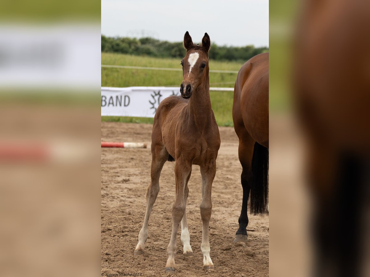 Trakehner Merrie 2 Jaar 170 cm Bruin in Ladenthin