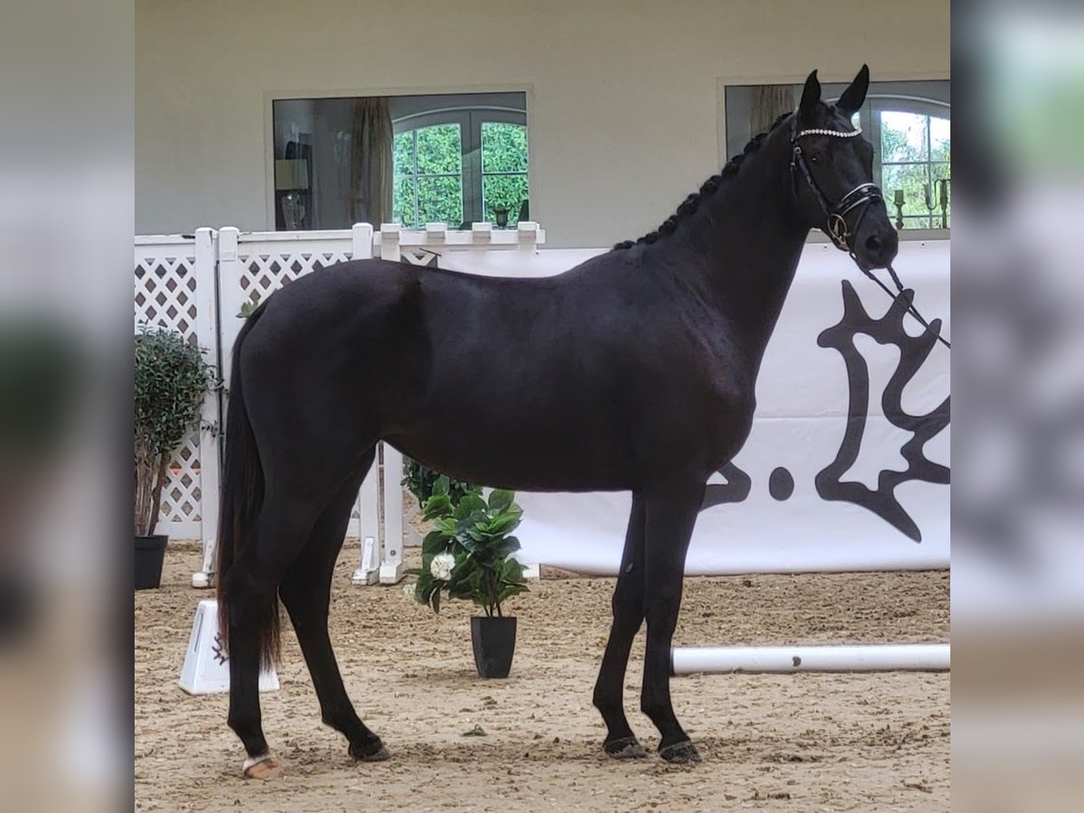 Trakehner Merrie 2 Jaar 172 cm Zwart in Adelsried