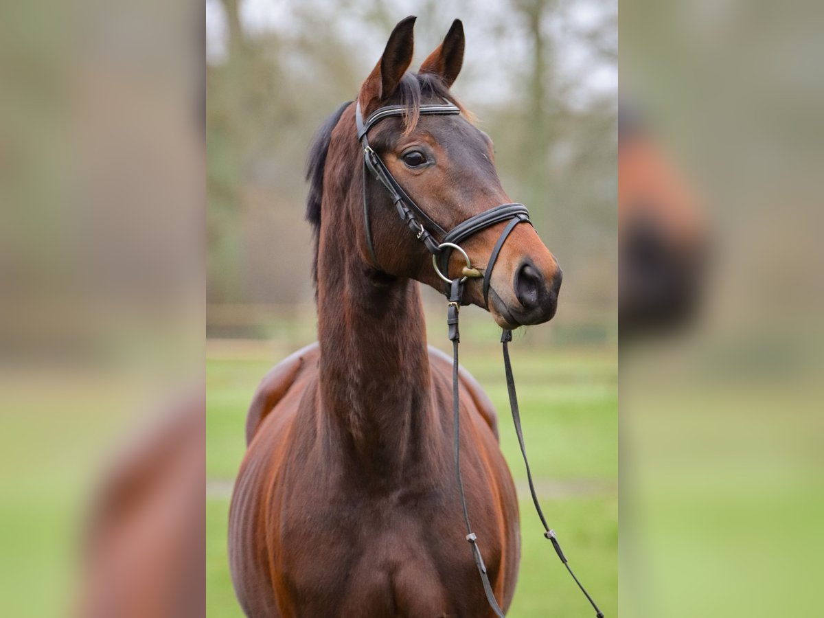 Trakehner Merrie 3 Jaar 158 cm Bruin in Rickling