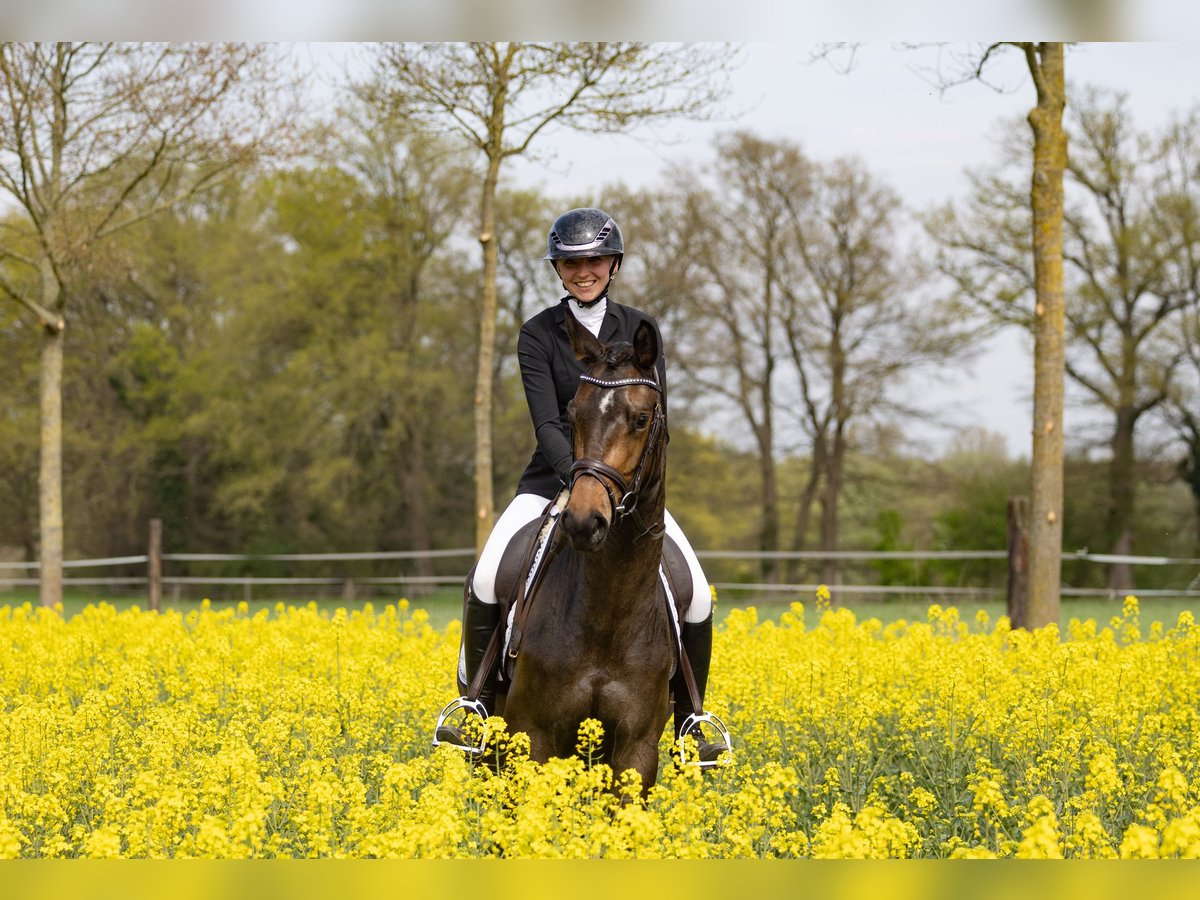 Trakehner Merrie 3 Jaar 160 cm Donkerbruin in Telgte