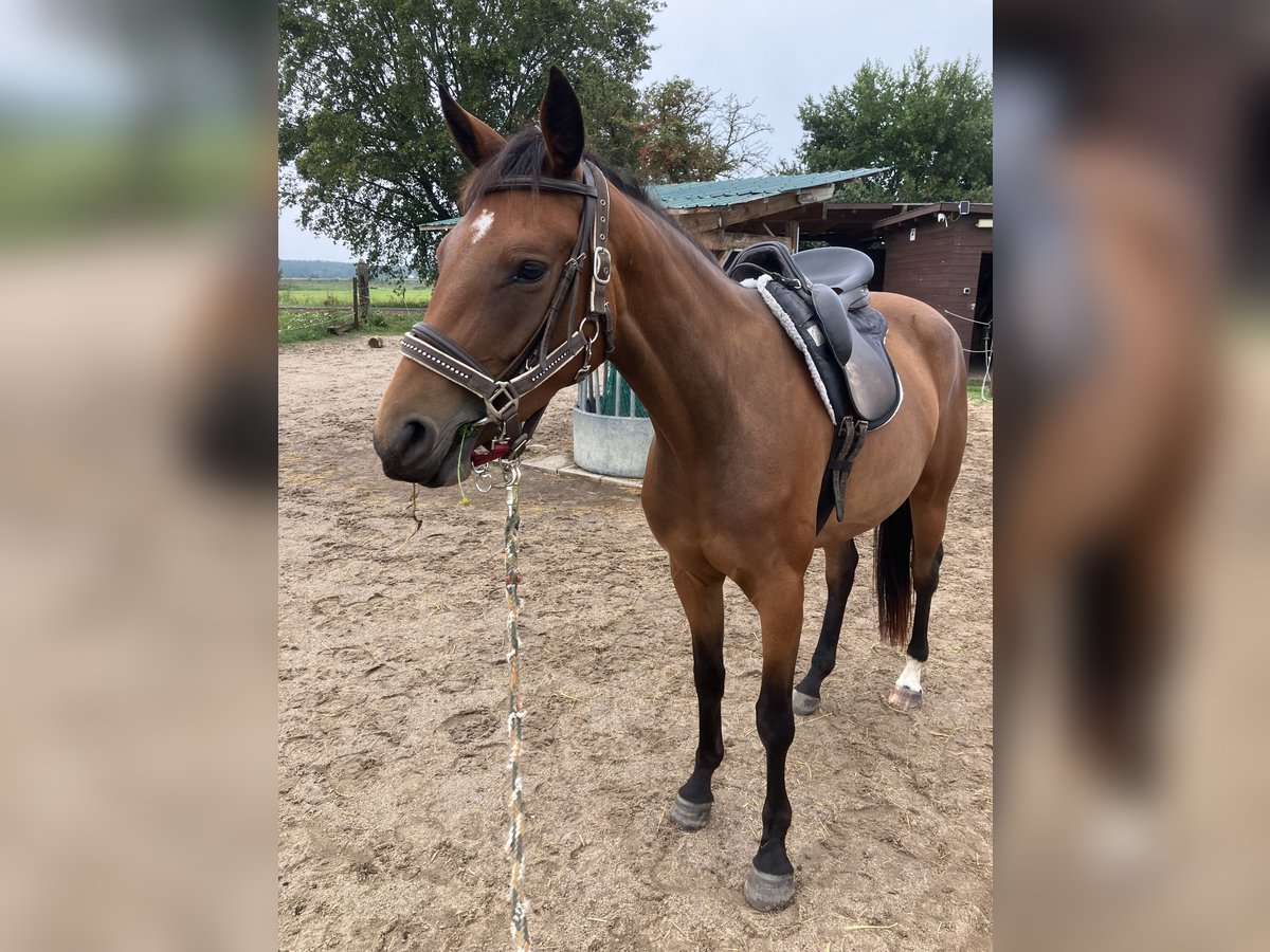 Trakehner Merrie 3 Jaar 163 cm Bruin in P&#xE4;wesin
