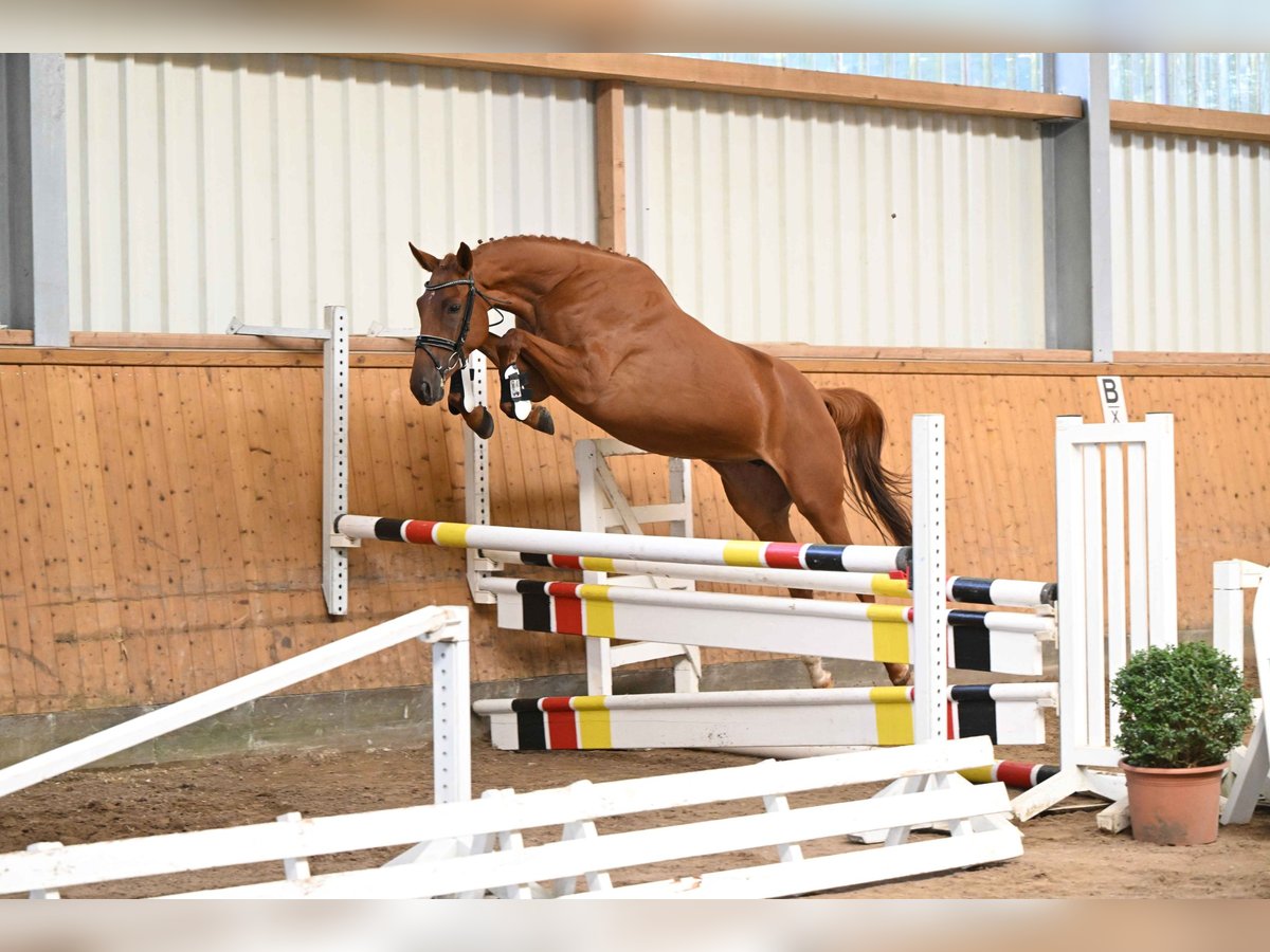 Trakehner Merrie 3 Jaar 163 cm Vos in Weste