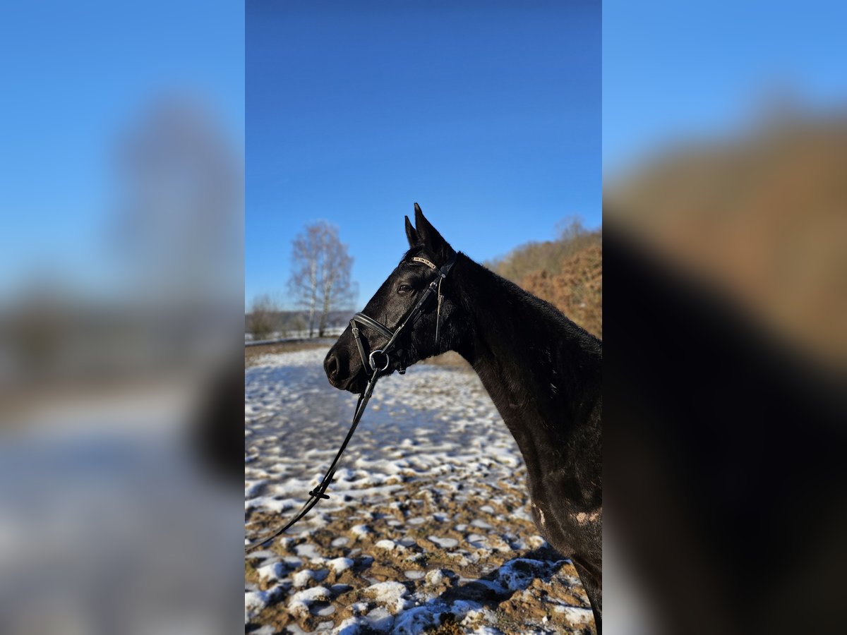 Trakehner Merrie 3 Jaar 163 cm Zwart in Uslar