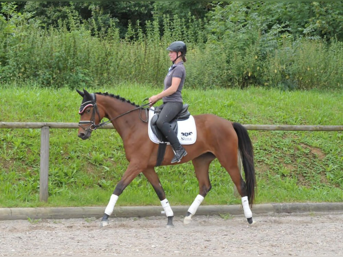 Trakehner Merrie 3 Jaar 164 cm Bruin in Wellheim