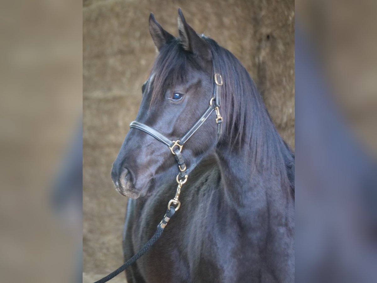 Trakehner Merrie 3 Jaar 165 cm Zwart in Günzburg