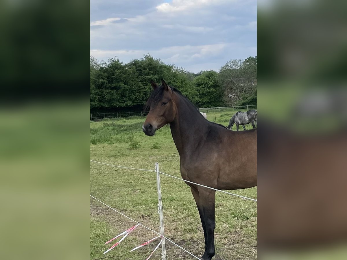 Trakehner Merrie 3 Jaar 166 cm Bruin in Gro&#xDF;enkneten