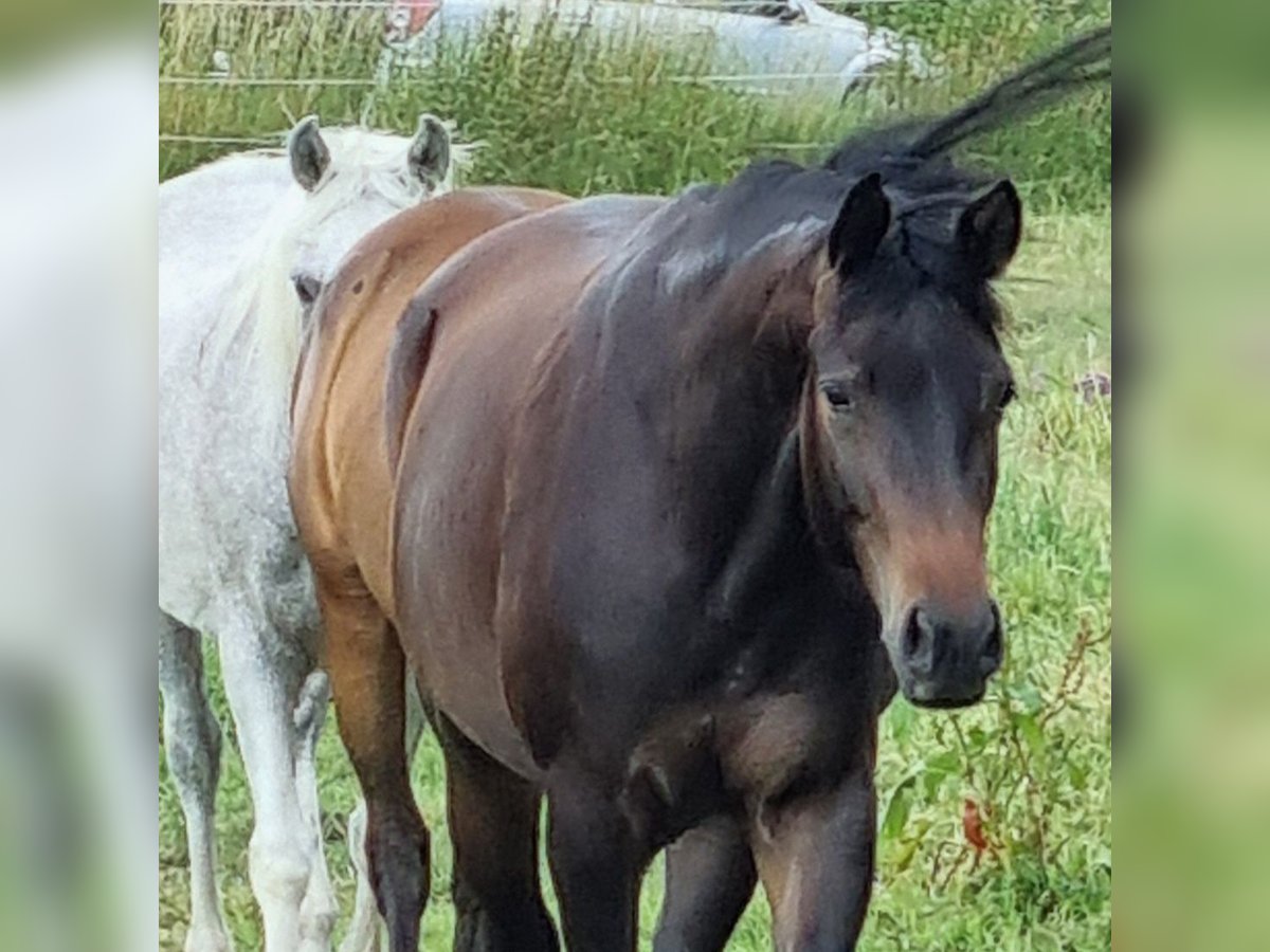 Trakehner Merrie 3 Jaar 168 cm Donkerbruin in Trostberg