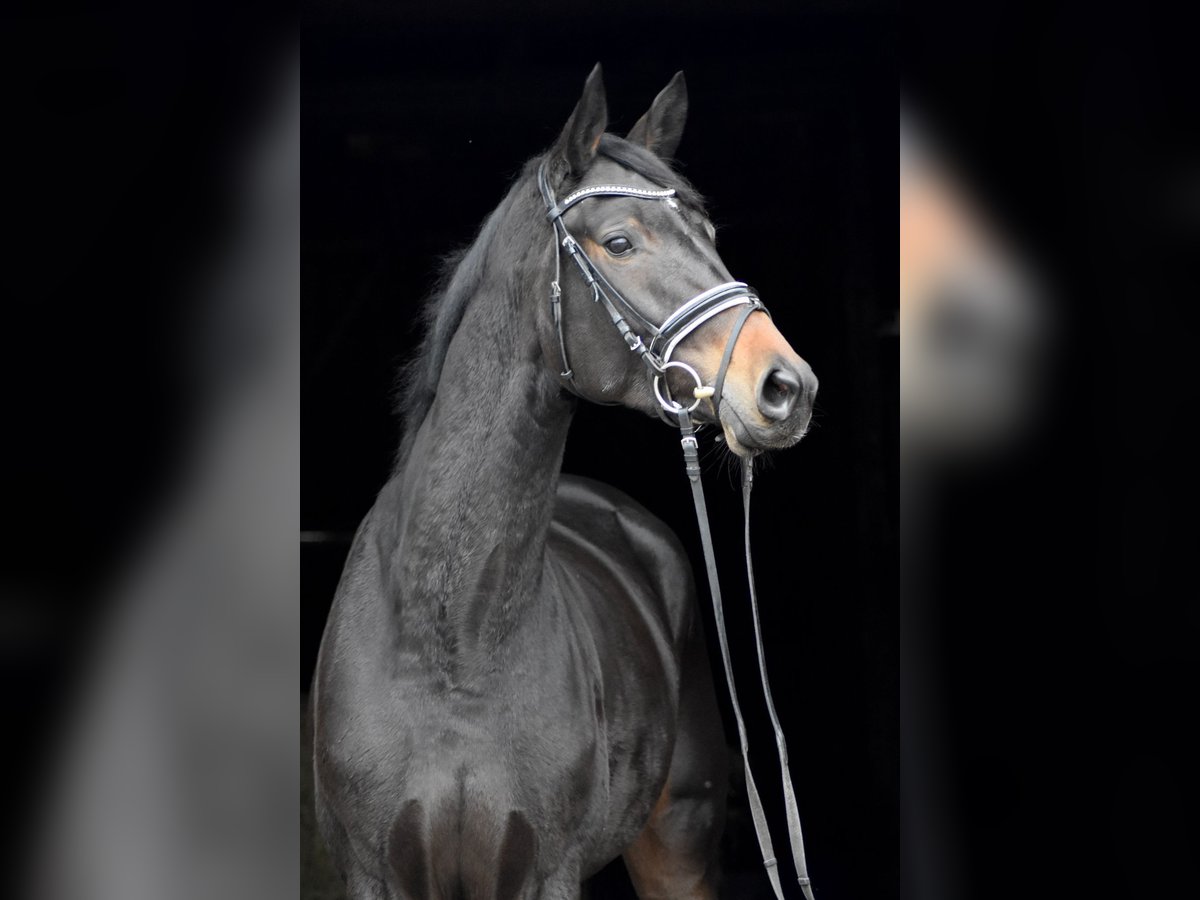 Trakehner Merrie 3 Jaar 168 cm Zwartbruin in Herbstein