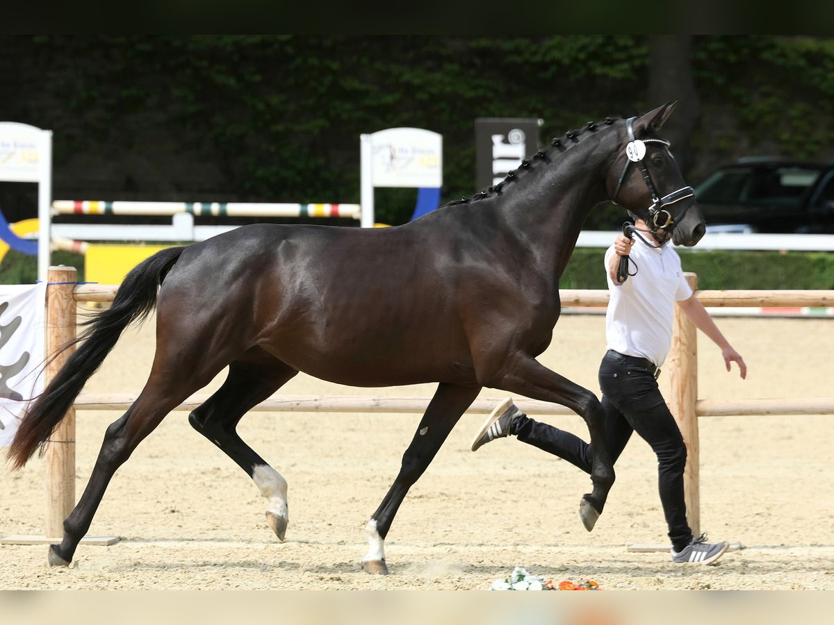 Trakehner Merrie 3 Jaar 168 cm Zwartbruin in Suhlendorf