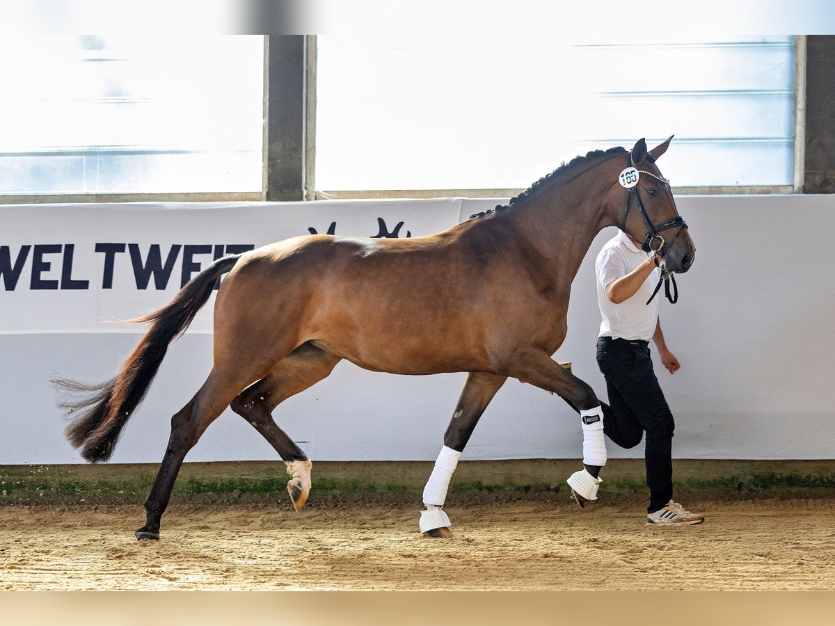 Trakehner Merrie 3 Jaar 170 cm Bruin in Neumünster