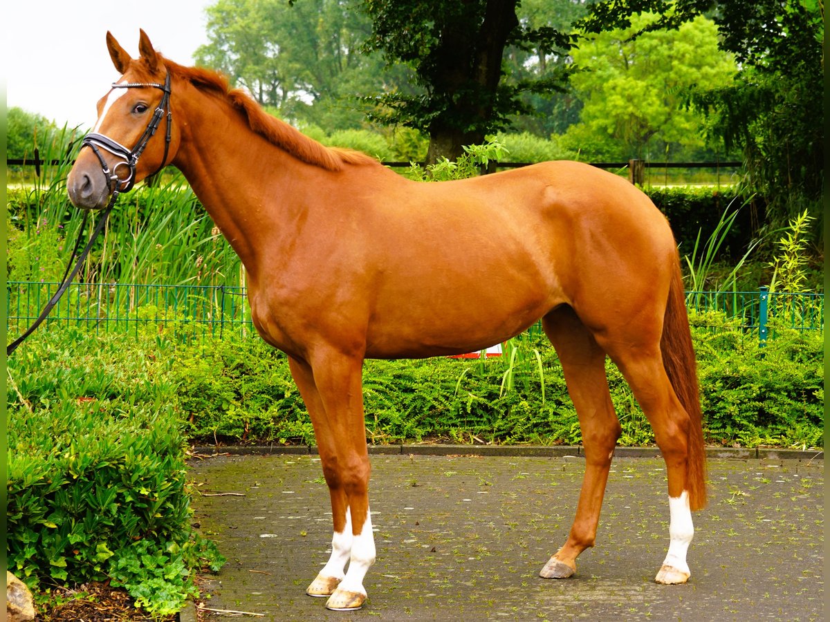 Trakehner Merrie 3 Jaar 170 cm Vos in Coesfeld