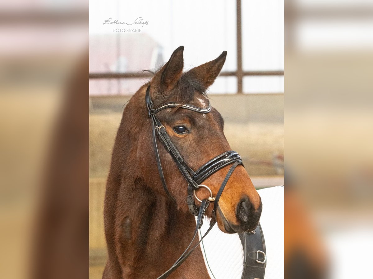 Trakehner Merrie 4 Jaar 155 cm Bruin in Bad Wildungen