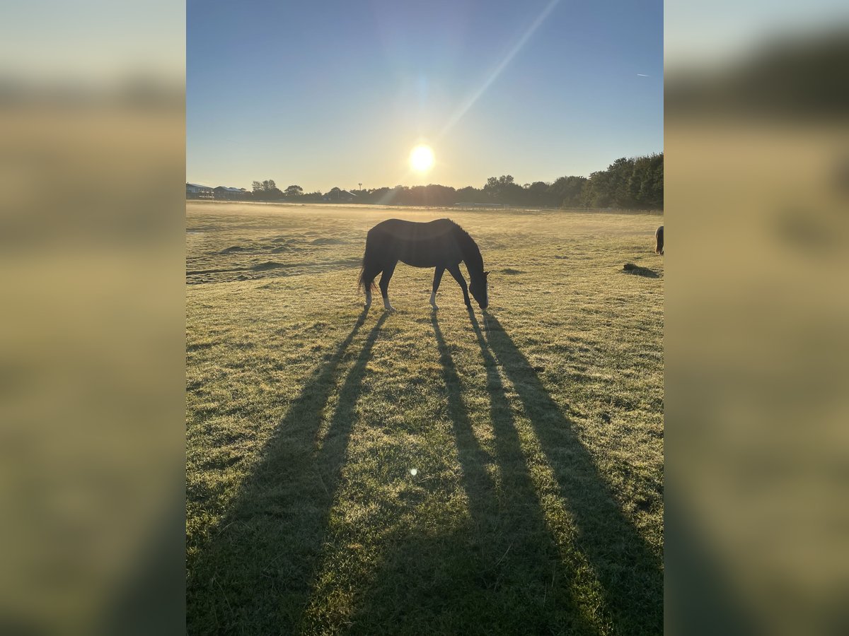 Trakehner Merrie 4 Jaar 155 cm Zwart in Hedwigenkoog