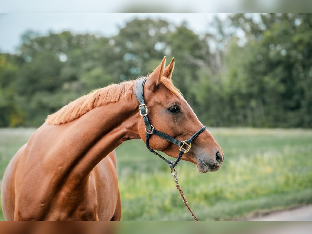 Trakehner Merrie 4 Jaar 160 cm Vos in Klein-Heide