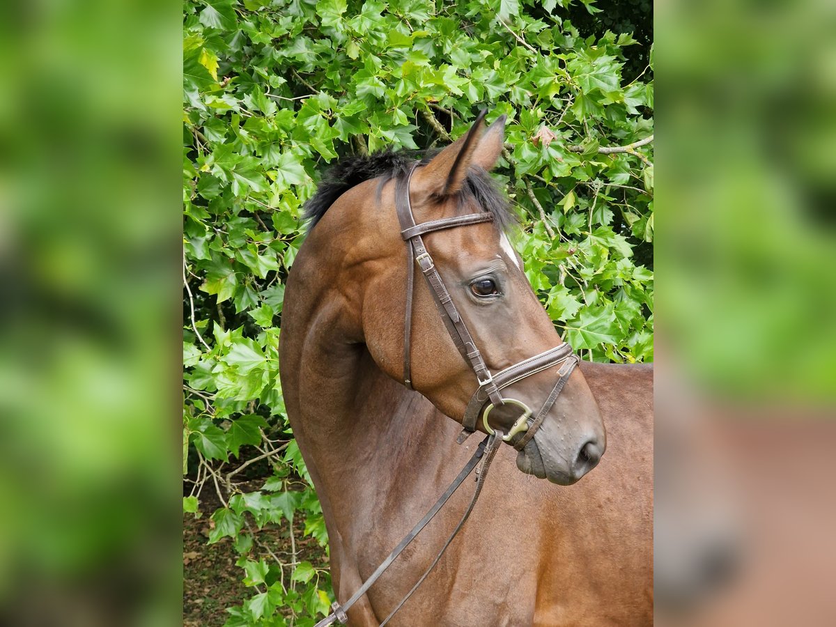 Trakehner Merrie 4 Jaar 164 cm Bruin in Majenfelde