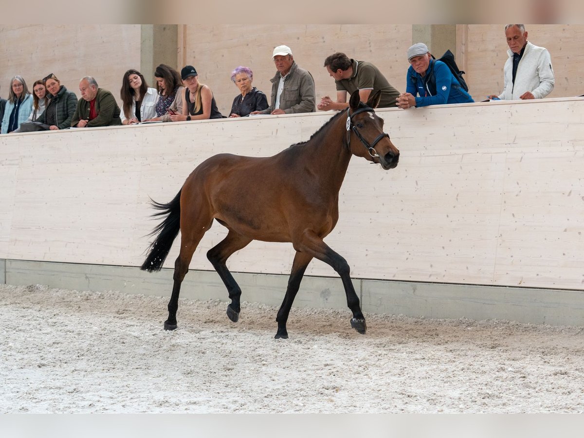Trakehner Merrie 4 Jaar 165 cm Bruin in Pirna