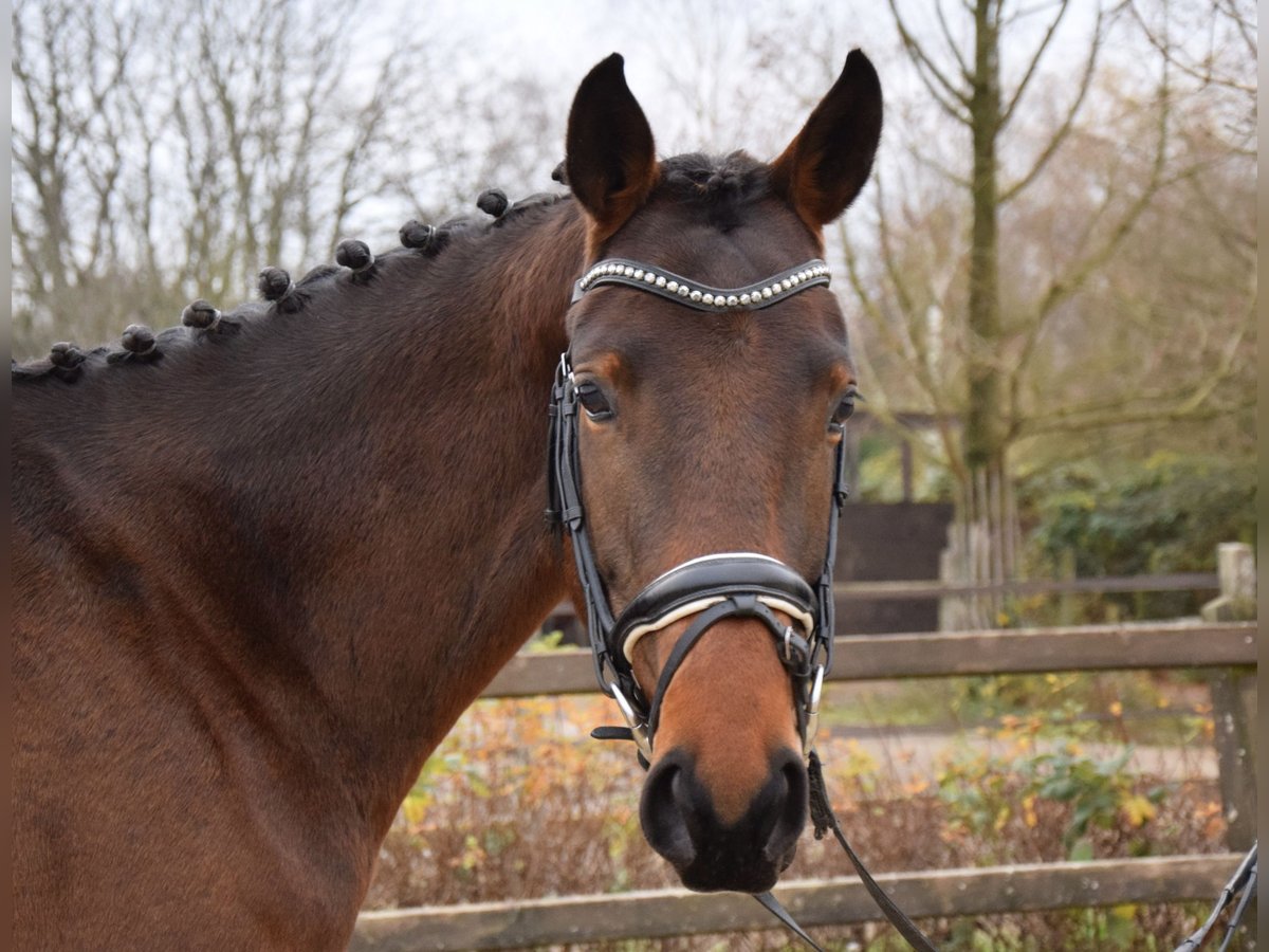 Trakehner Merrie 4 Jaar 165 cm Bruin in Ratingen