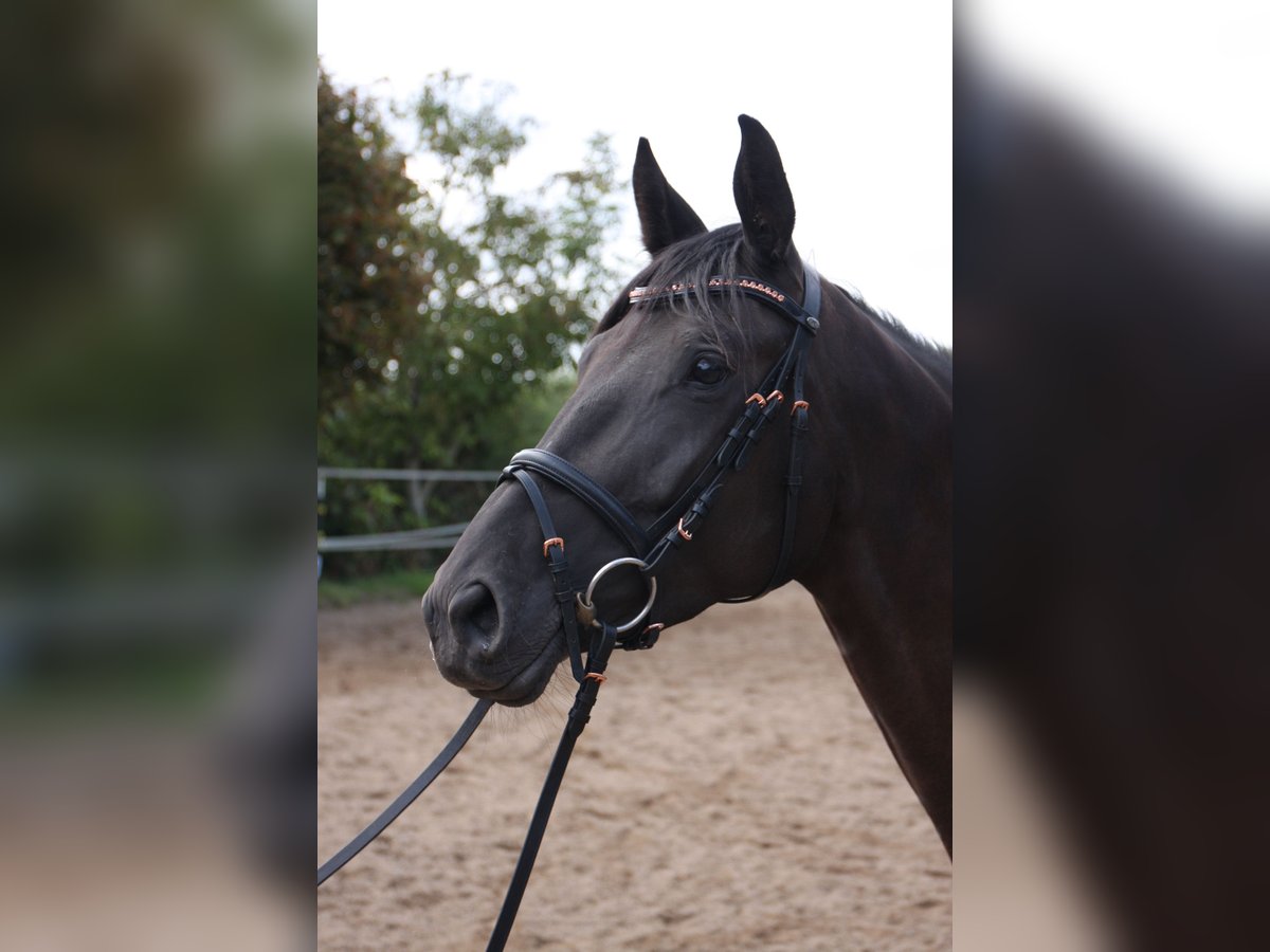 Trakehner Merrie 4 Jaar 165 cm Zwart in Seibersbach