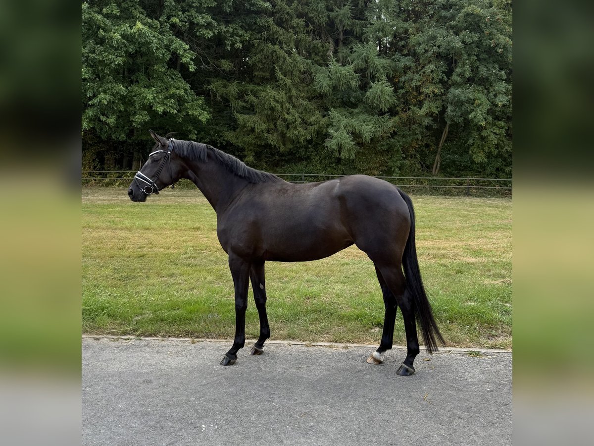 Trakehner Merrie 4 Jaar 167 cm Zwart in Aachen