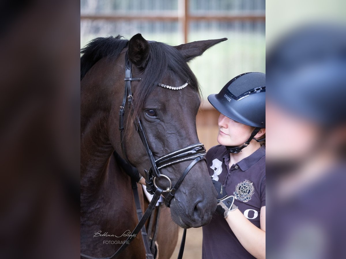 Trakehner Merrie 4 Jaar 169 cm Zwart in Bad Wildungen