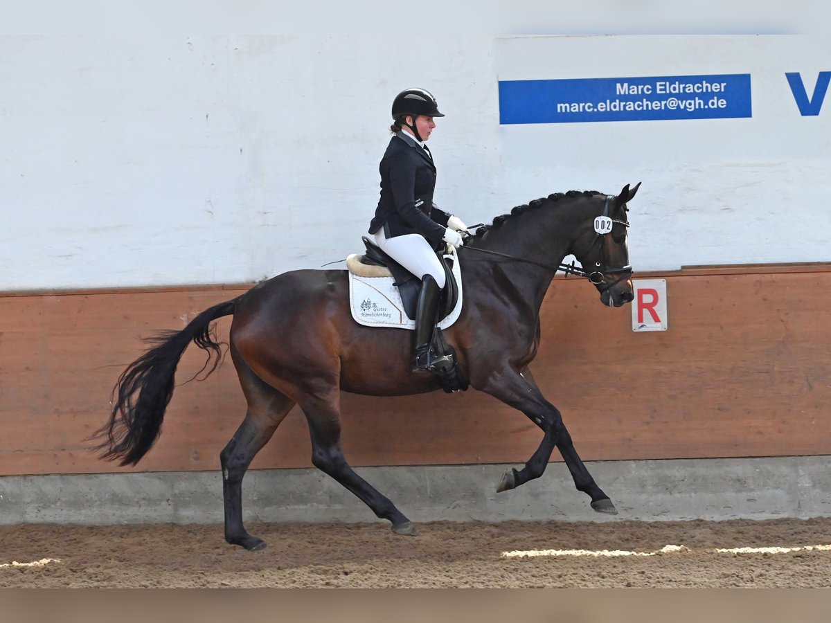 Trakehner Merrie 4 Jaar 170 cm Donkerbruin in Emmerthal