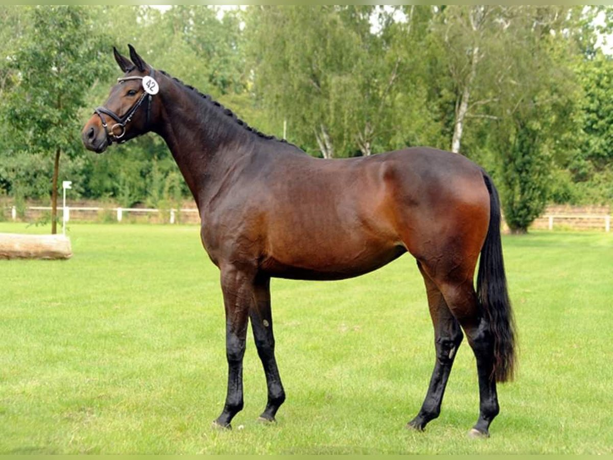 Trakehner Merrie 4 Jaar 170 cm Donkerbruin in Emmerthal