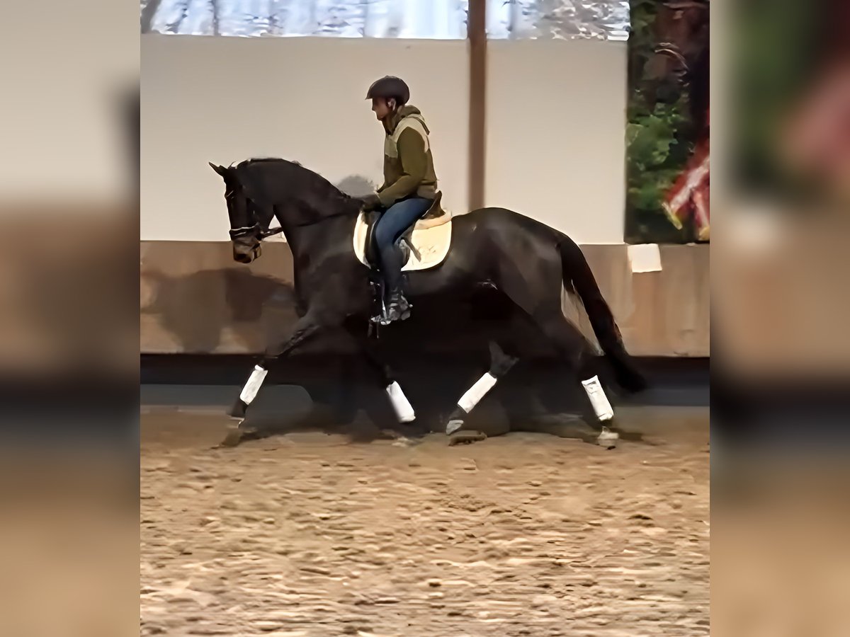 Trakehner Merrie 4 Jaar 173 cm Bruin in Lage