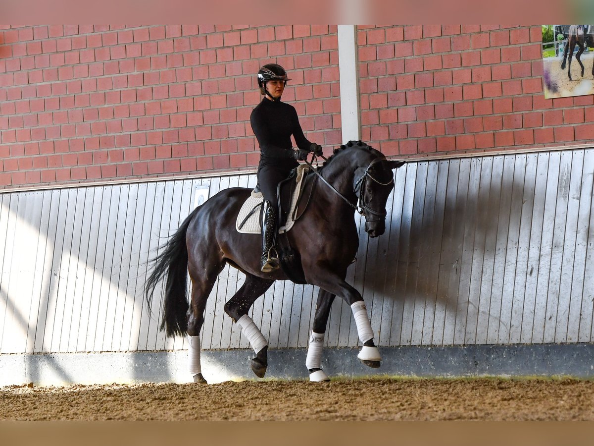 Trakehner Merrie 4 Jaar 174 cm Zwart in Brodersdorf