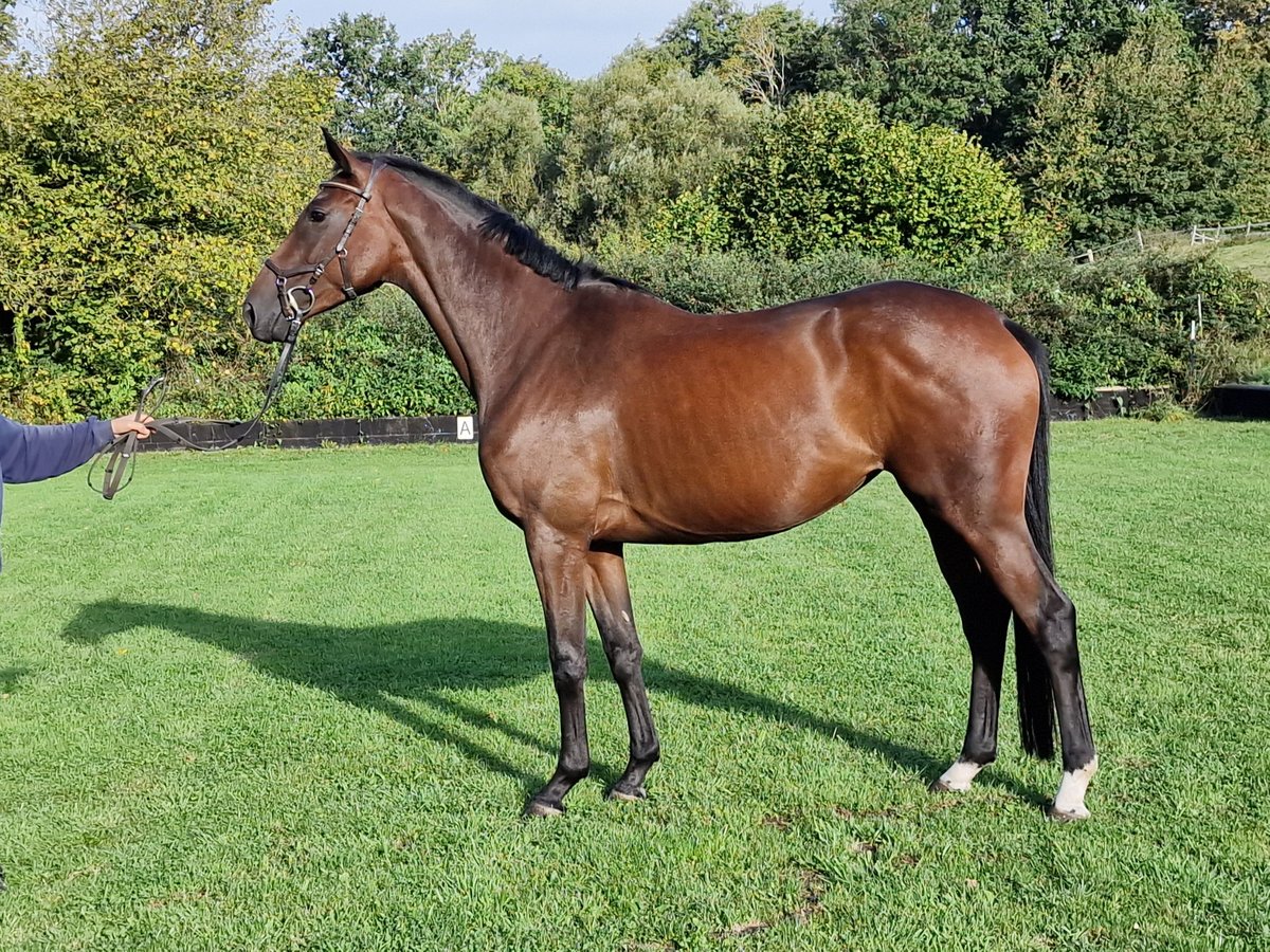 Trakehner Merrie 5 Jaar 164 cm Bruin in Majenfelde