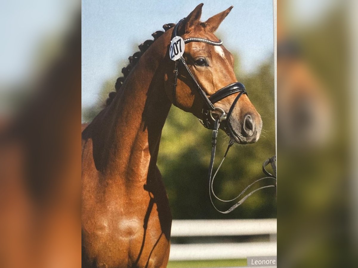 Trakehner Merrie 5 Jaar 164 cm Vos in Burgkirchen an der Alz