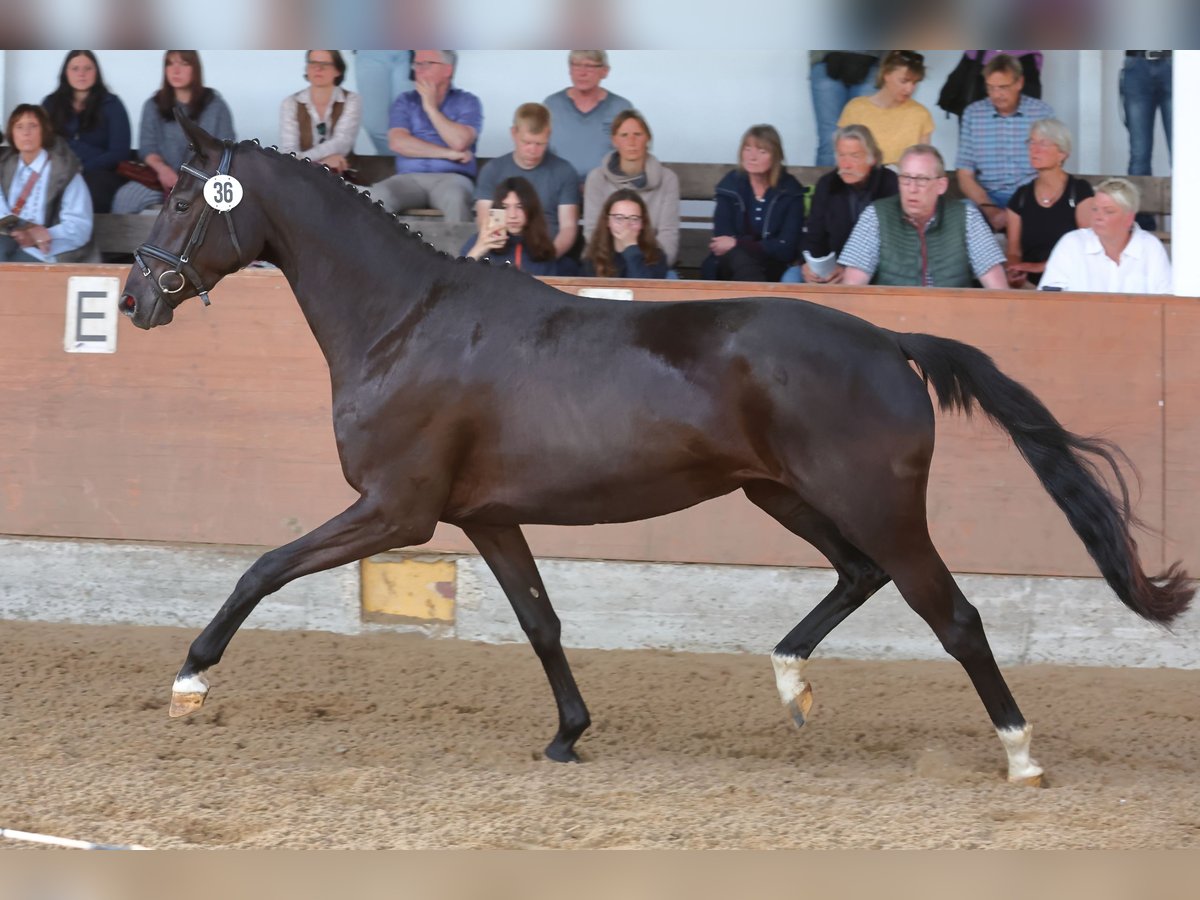 Trakehner Merrie 5 Jaar 166 cm Zwart in Regesbostel