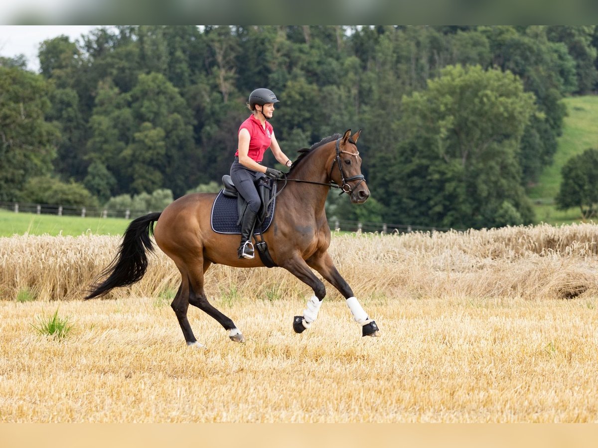 Trakehner Merrie 5 Jaar 167 cm Bruin in Wolfhagen