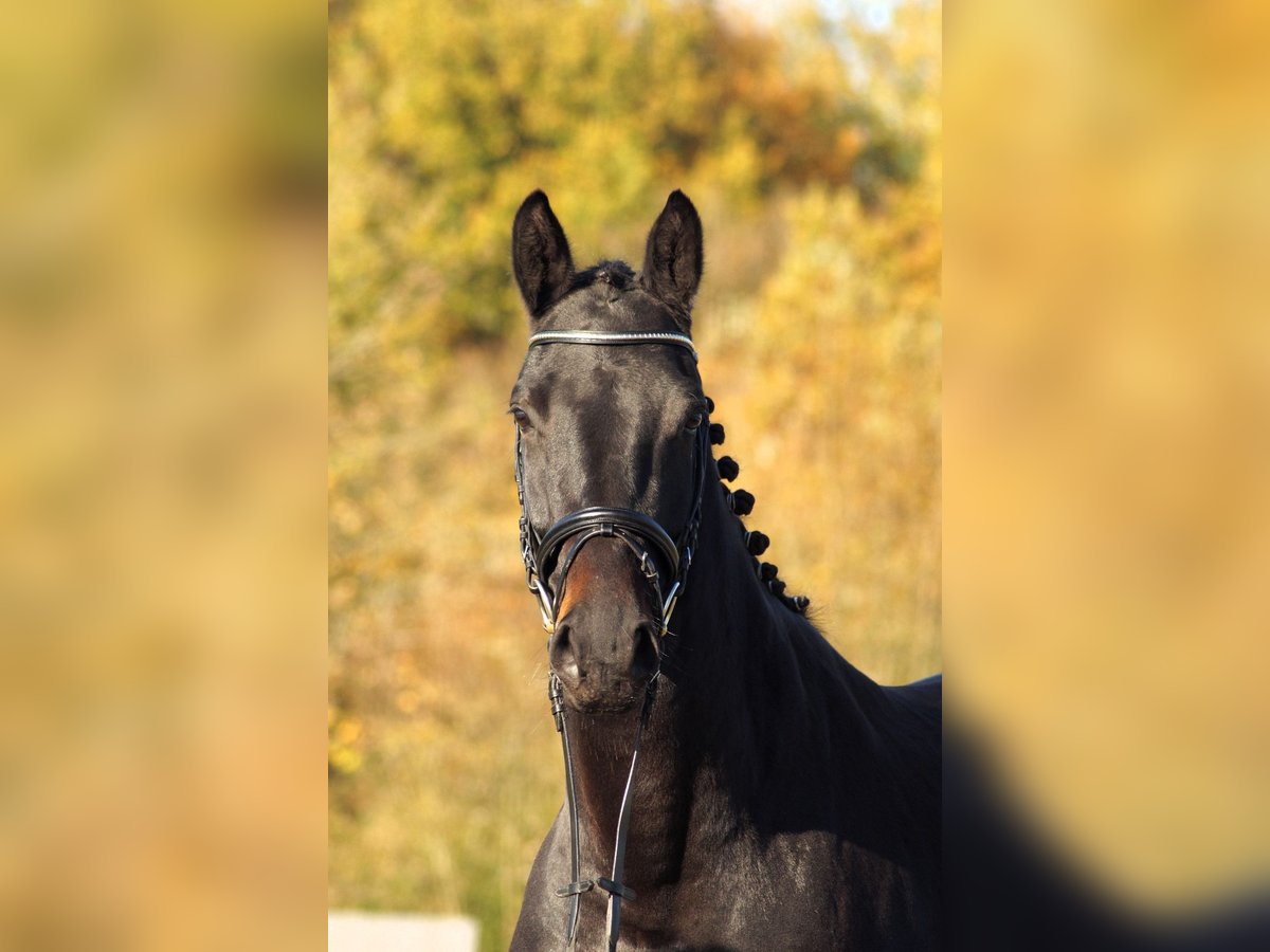 Trakehner Merrie 5 Jaar 167 cm Donkerbruin in Bodenfelde