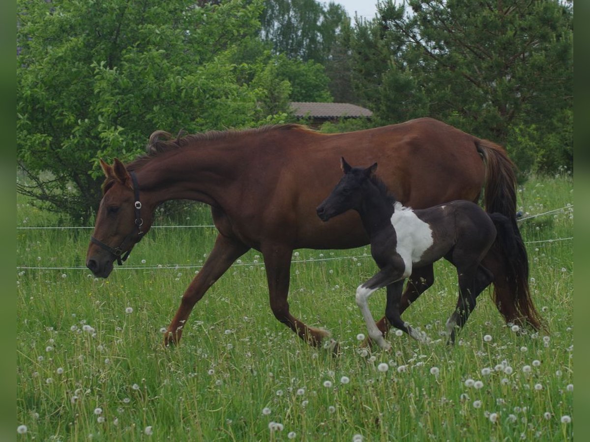 Trakehner Merrie 5 Jaar 167 cm Donkere-vos in Ruila