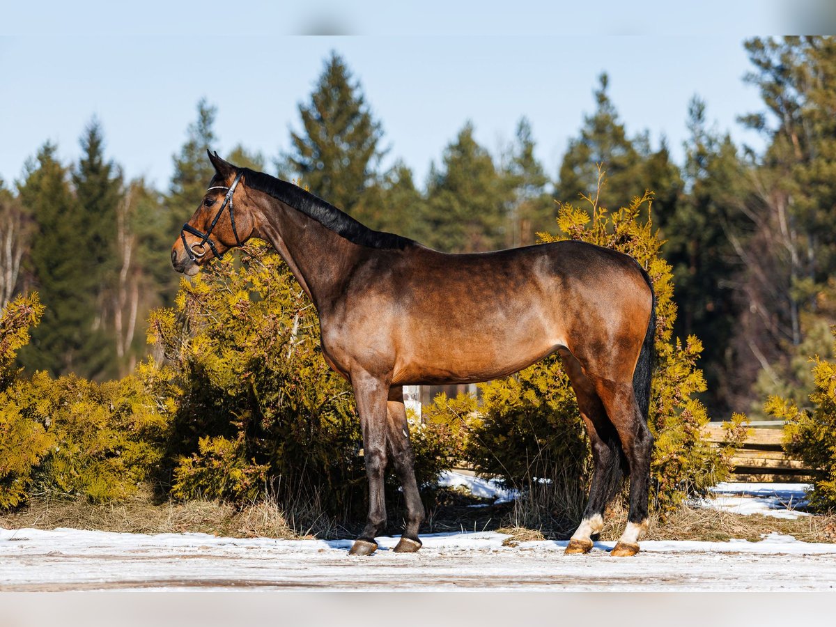 Trakehner Merrie 5 Jaar 167 cm Roodbruin in Vilnius